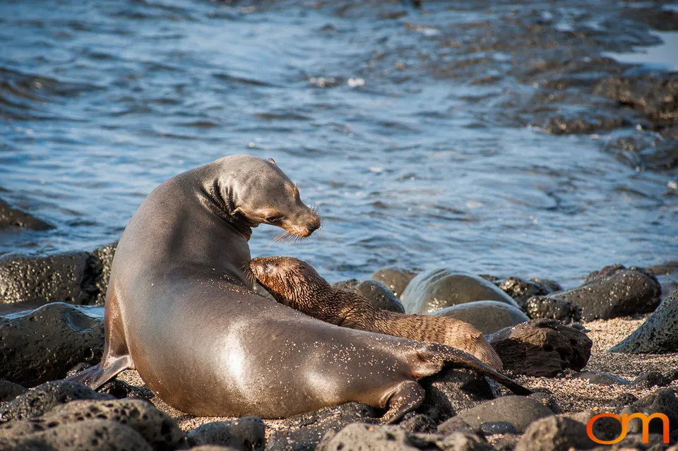 Galápagos Fur Seals