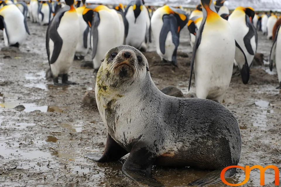 Antarctic Fur Seals