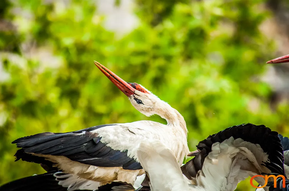 White Storks Nesting in Selçuk