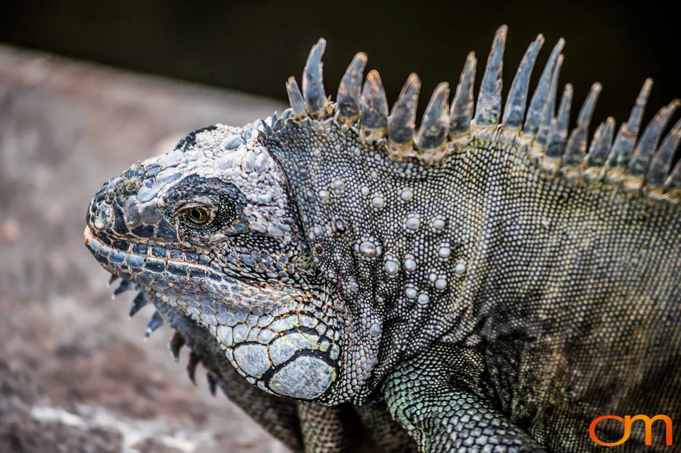 Green Iguana