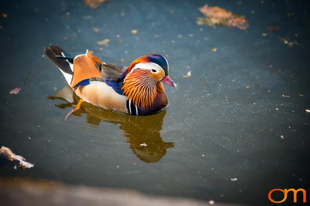 Mandarin Ducks in Sanssouci Park