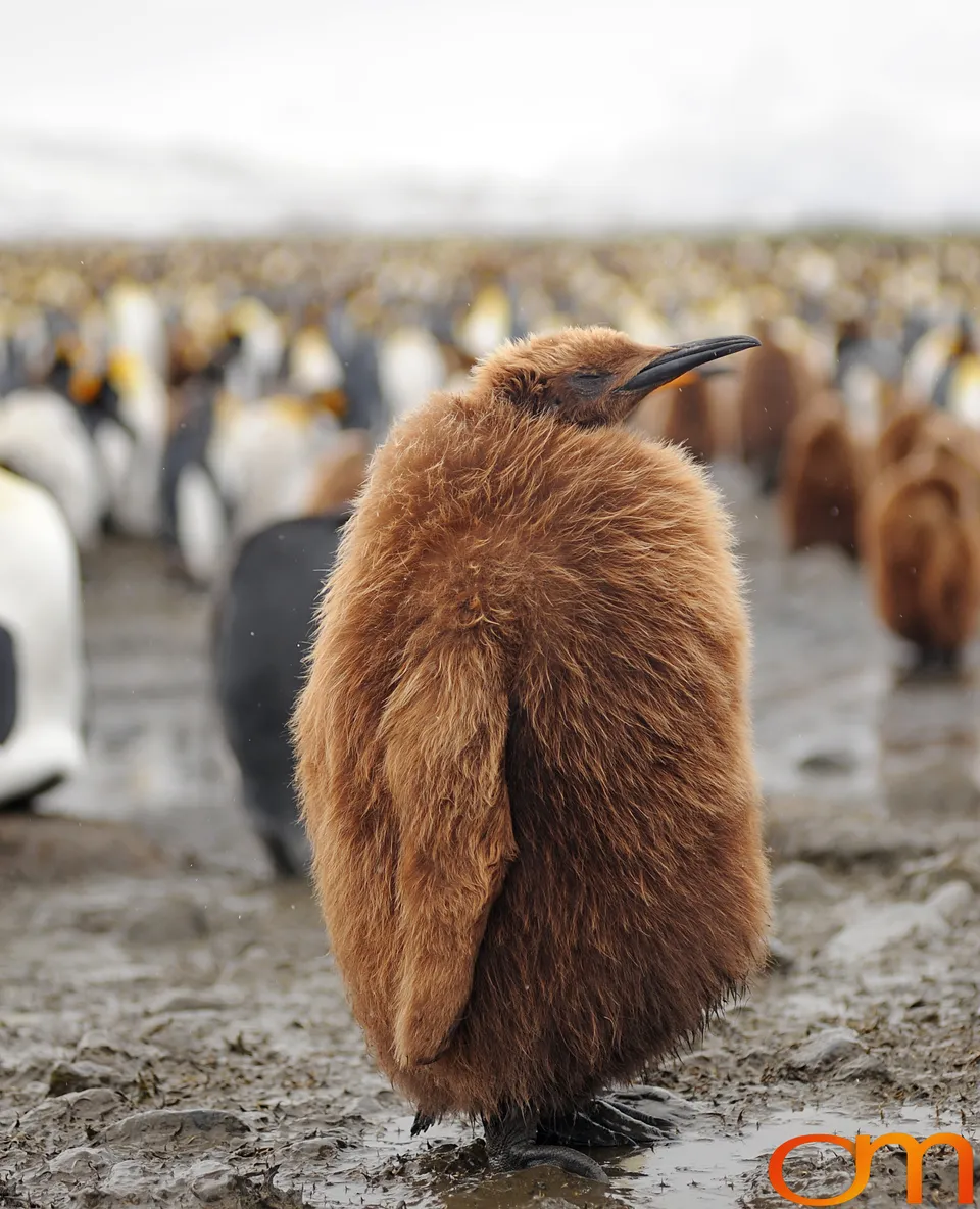 King Penguins