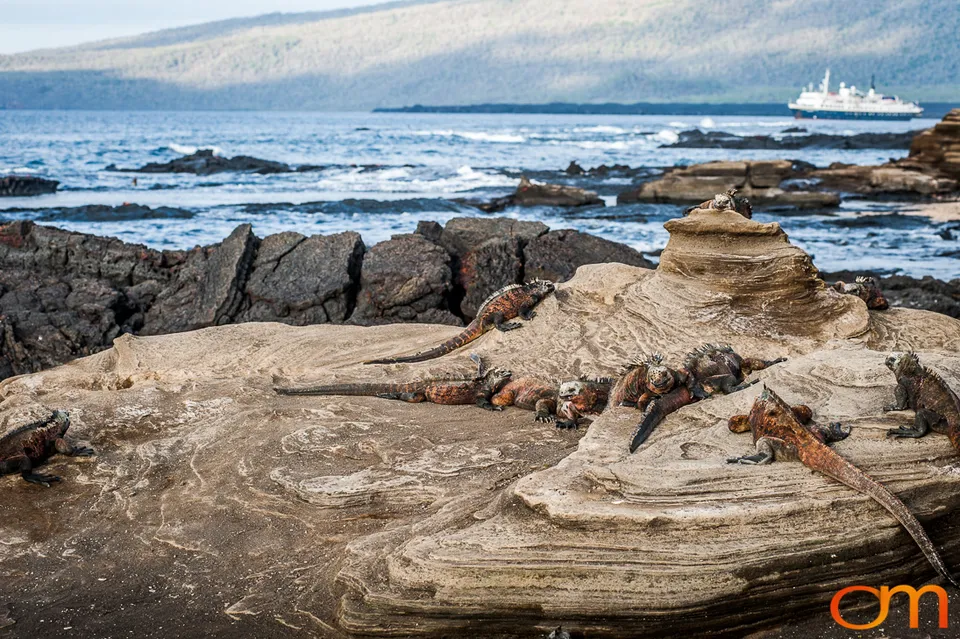 Galápagos Marine Iguana