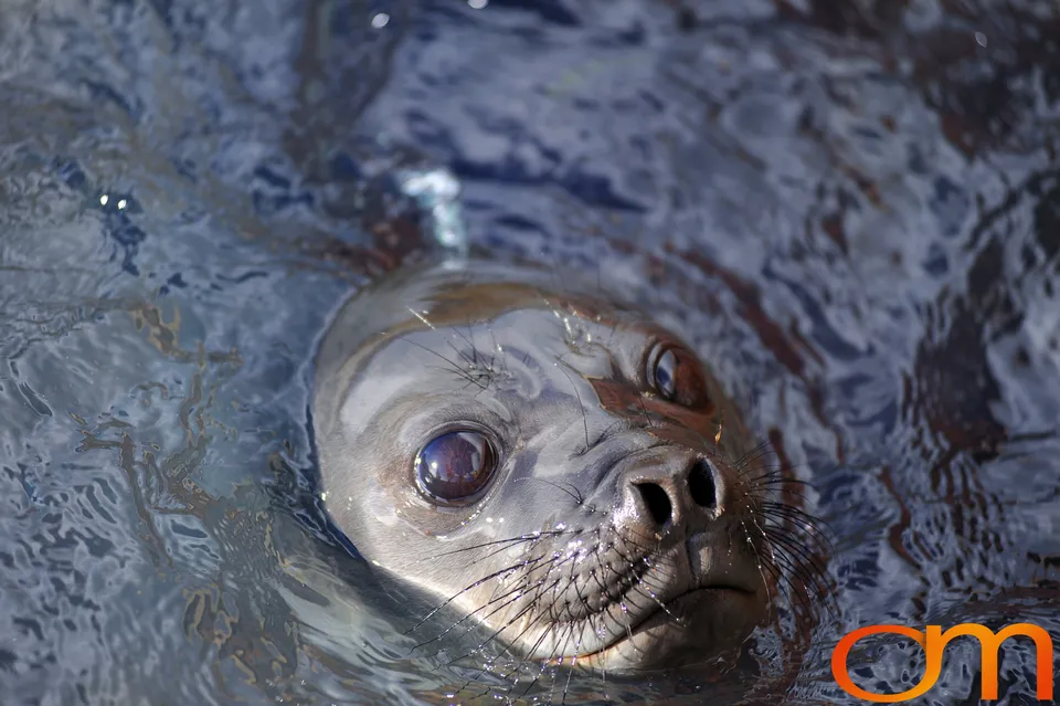 Southern Elephant Seals