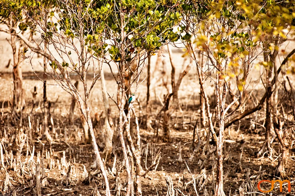 The Indian Sundarbans: Mangrove Forests and Tidal Islands