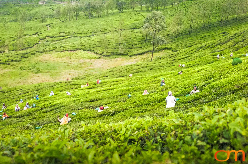 Tea Harvesting in Munnar