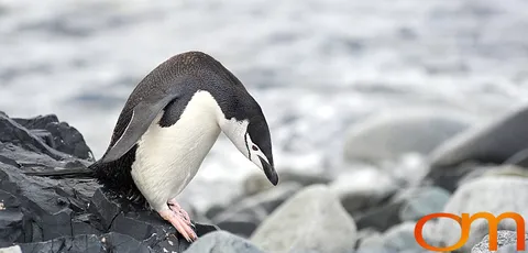 Chinstrap Penguins