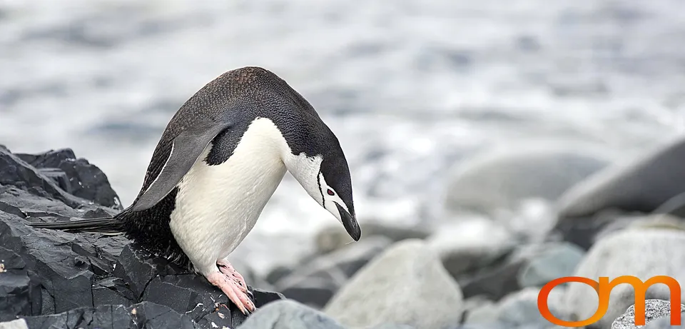 Chinstrap Penguins