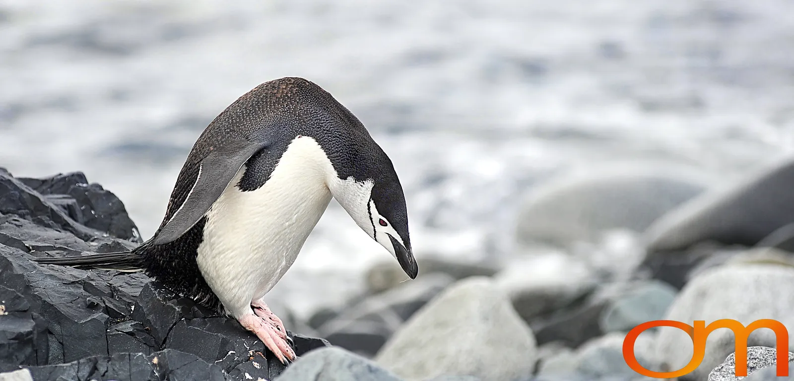 Chinstrap Penguins