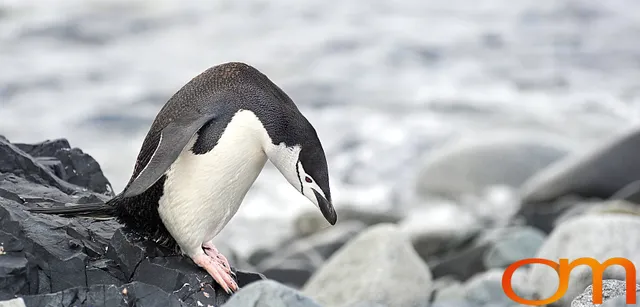 Chinstrap Penguins