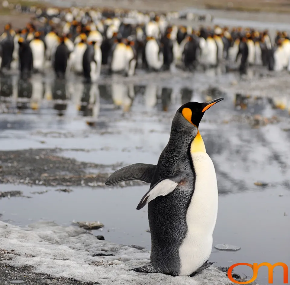 King Penguins