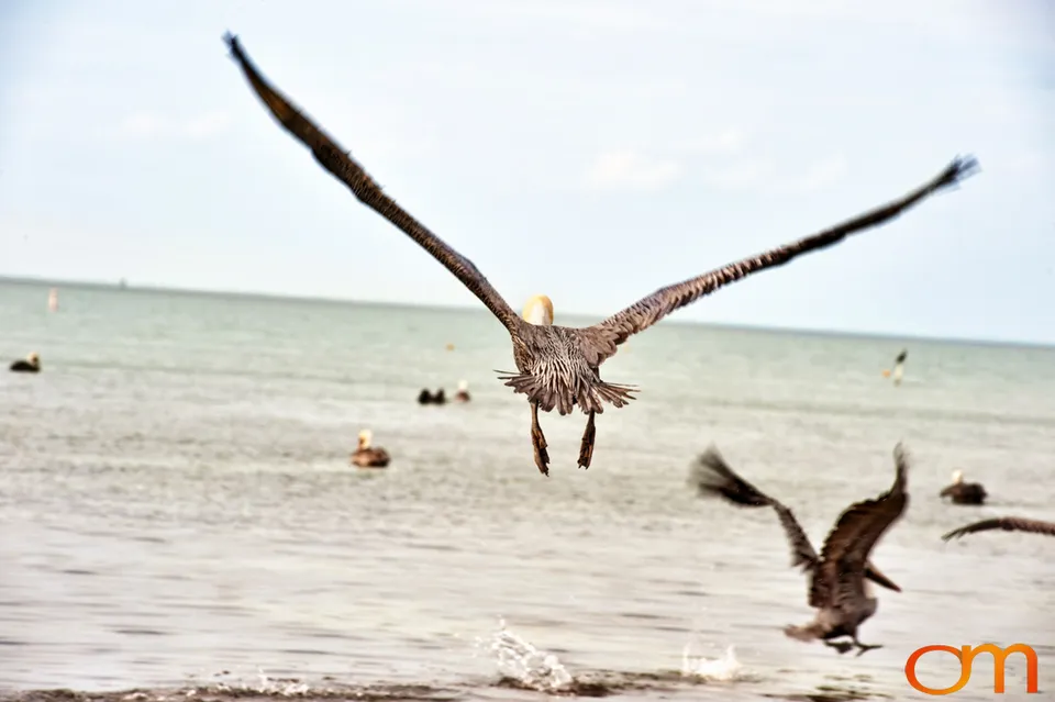 Florida Waterbirds: Brown Pelicans, White Ibises, and Egrets