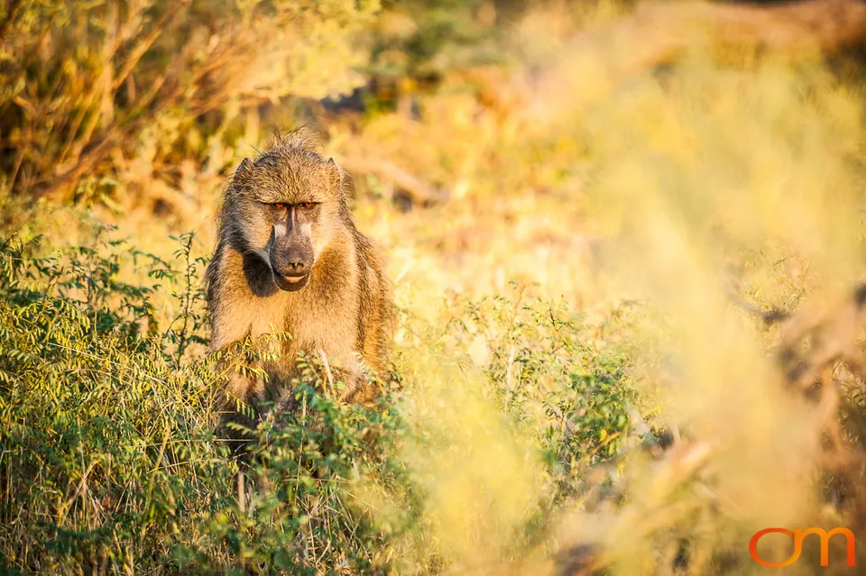 Okavango Delta, Botswana