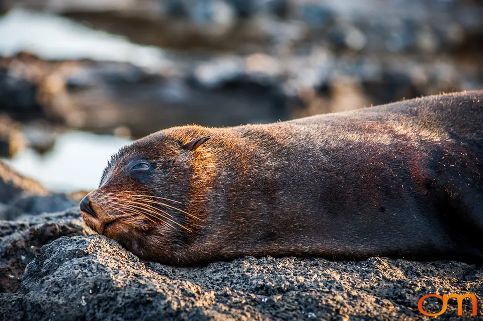 Galápagos Fur Seals