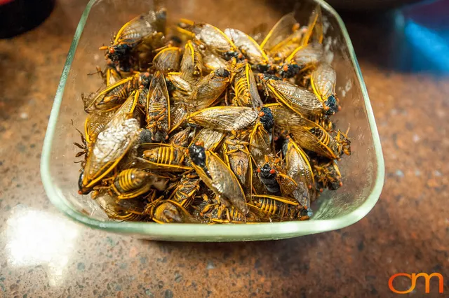 Bun Lai’s 2013 Periodical Cicada Dinner