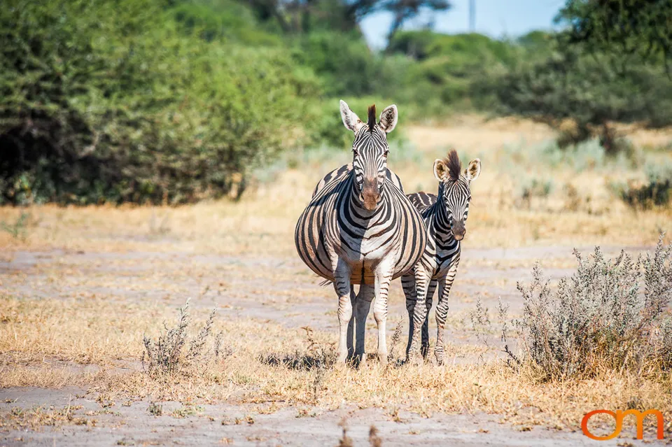 Okavango Delta, Botswana