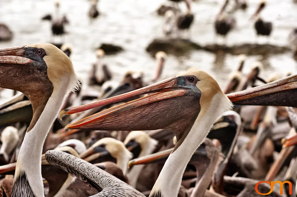 Florida Waterbirds: Brown Pelicans, White Ibises, and Egrets