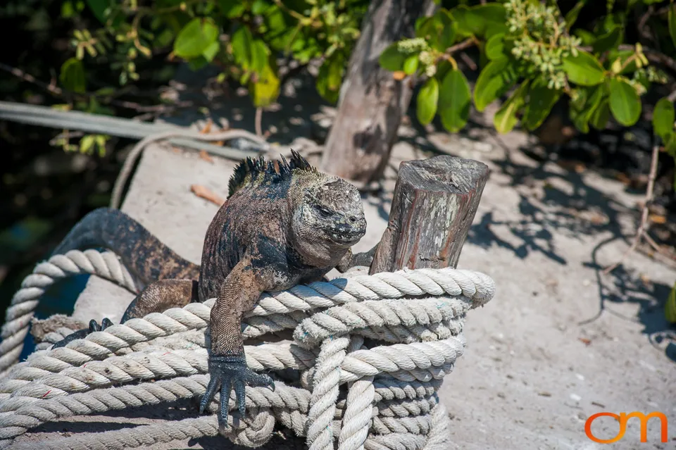 Galápagos Marine Iguana