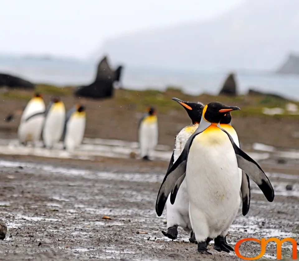 King Penguins