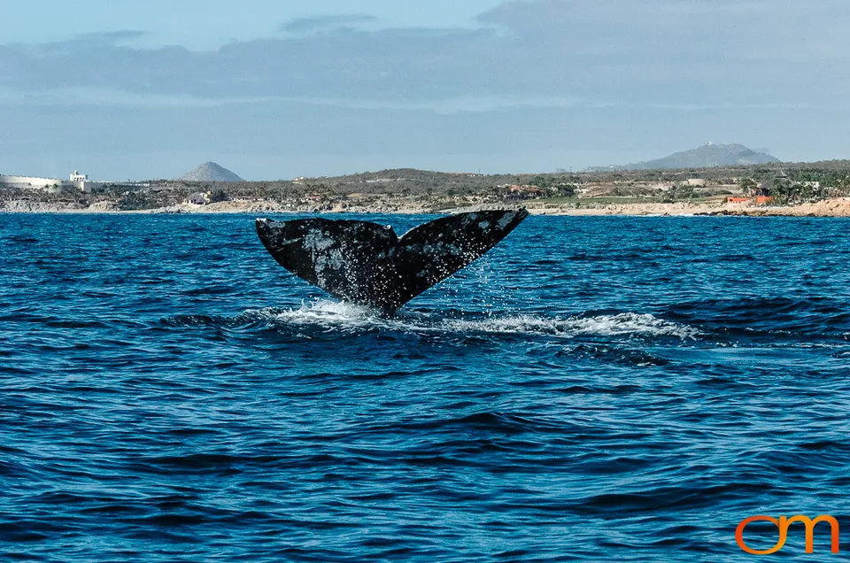 Cabo San Lucas: Marine Wildlife at Land’s End