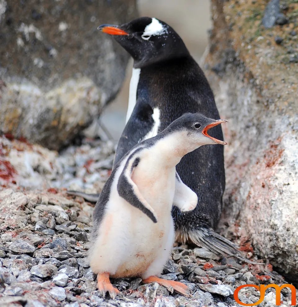 Gentoo Penguins