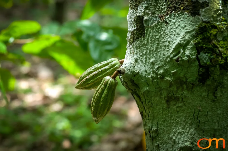 Ghana: Cocoa Plantations