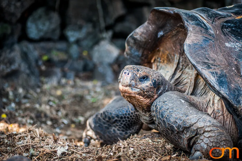 Galápagos Giant Tortoises