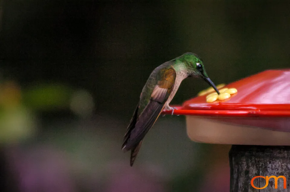 Buff-tailed Coronet