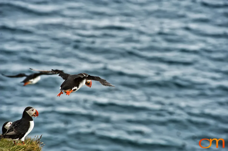 Atlantic Puffins at Látrabjarg