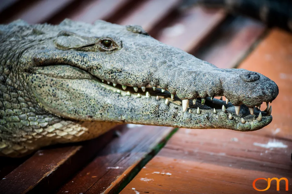 The American Alligator