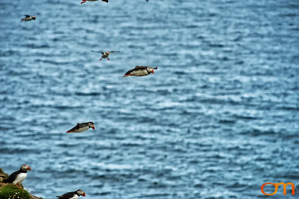 Atlantic Puffins at Látrabjarg