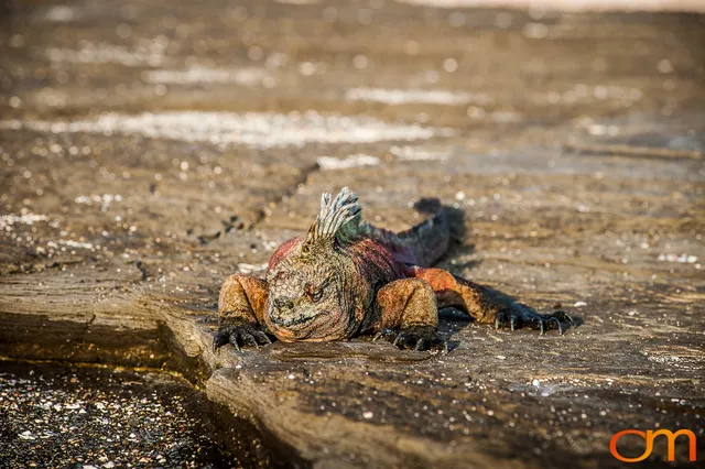 Galápagos Marine Iguana